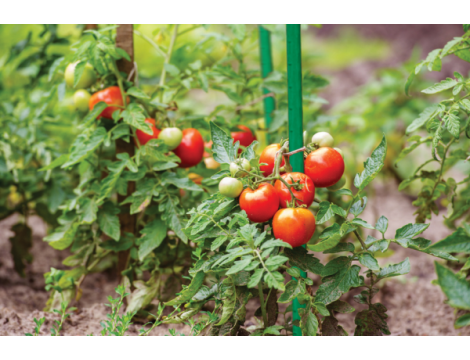 TYCZKA OGRODOWA STALOWA 16mm x100cm /10szt. - 4