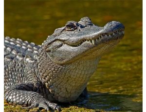 DEWALT PIŁA ALIGATOR 1600W DWE396 295mm POROTHERM 12 …