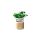 Oczyszczacz powietrza ASEPTICA green H13 UV-C drewno