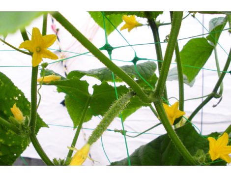SIATKA PODPORA DO ROŚLIN PNĄCYCH PLANT NET 2x20m - 5